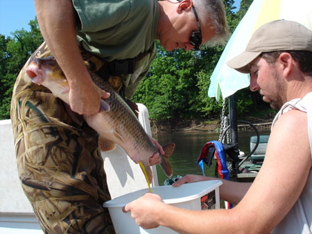  Eggs are collected from robust redhorse collected in the Savannah River for propagation.