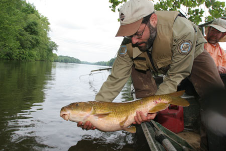 Ryan Heise (North Carolina Wildlife Resources Commission) releases an 18.6 lb. robust redhorse collected on the Pee Dee River downstream of Blewett Falls Dam. Photo Credit www.ToddPusser.com.