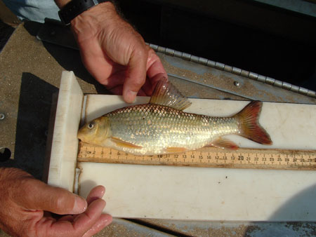 This is a juvenile robust redhorse that was collected in the Wateree River South Carolina and was originally stocked in the upper Wateree River.