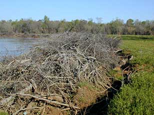 Photo of logs to help stop erosion
